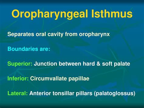 Ppt Anatomy Of Oral Cavity Pharynx And Oesophagus Powerpoint