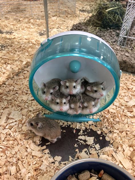 Cute Hamsters Cute Baby Animals Baby Hamster