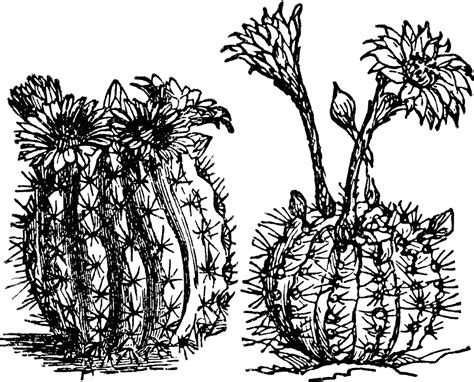 Download high quality happy cactus clip art from our collection of 41,940,205 clip art graphics. Cacti | ClipArt ETC