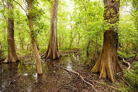 The Woodlands Conservancy Preserves An Endangered Ecosystem Wwno