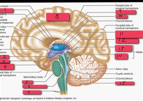 Human Brain Anatomy Flashcards Quizlet