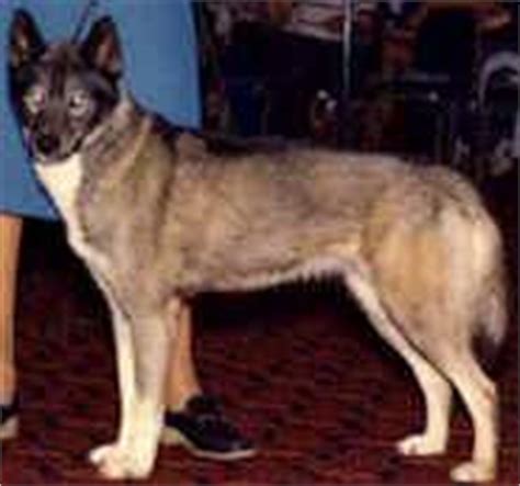 Although huskies can come in an variety of colors, agouti is considered the rarest. Agouti Siberian Huskies - Colors of the Siberian Husky