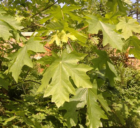 He loved all of nature and was especially fond of maple trees. Maple Trees: Which Types Are Best For Firewood, Syrup ...