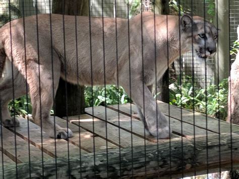 Florida Panther Puma Concolor Coryi Zoochat