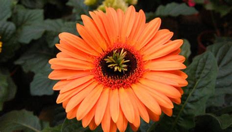 Garden winter flowers south africa. South African Winter Flowers | Garden Guides