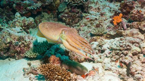 Squid Or Cuttlefish Ocean Dimensions