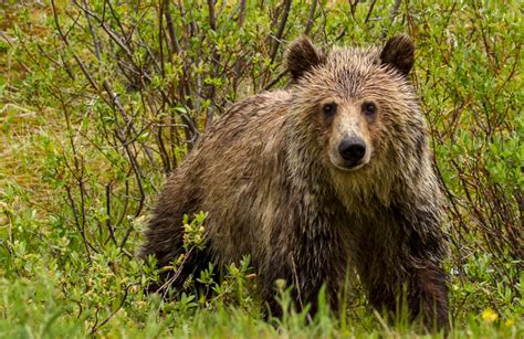 Grizzly Bear Nature Canada