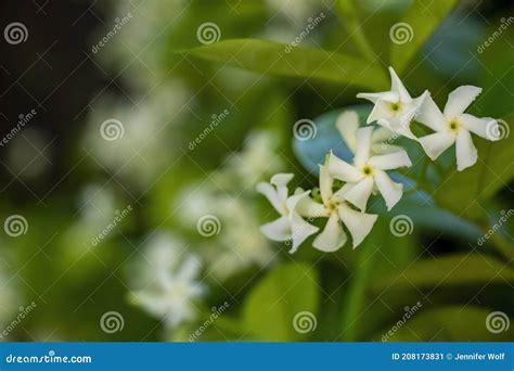 Close Up Of Tiny White Jasmine Flowers Also Known As Confederate