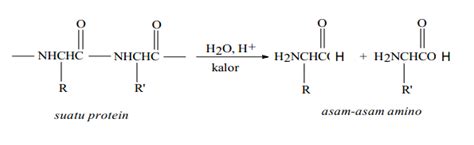 7th Reaksi Reaksi Spesifik Pada Protein Chemistry Daily