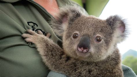 Koala A Cute Koala Videos And Funny Koala Bear Compilation Pets