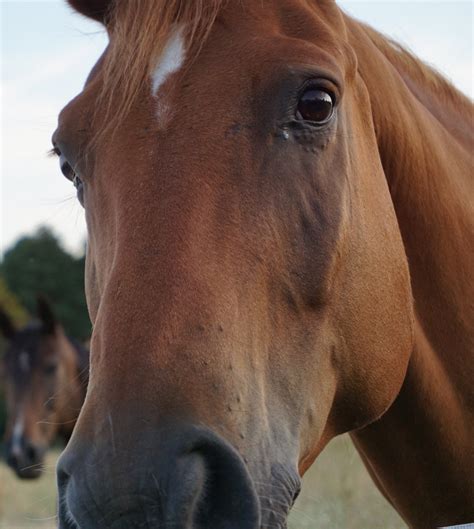 Free Images Pasture Stallion Mane Fauna Close Up Face