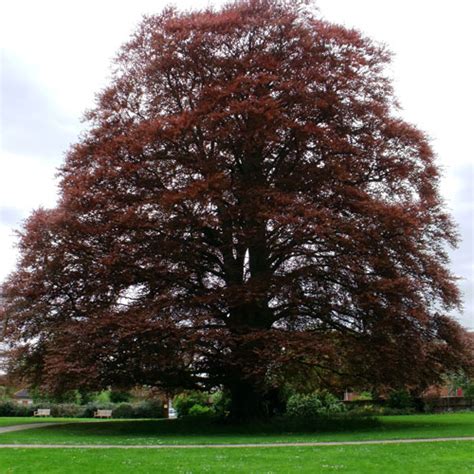 Copper Beech Tree Clarenbridge Garden Centre