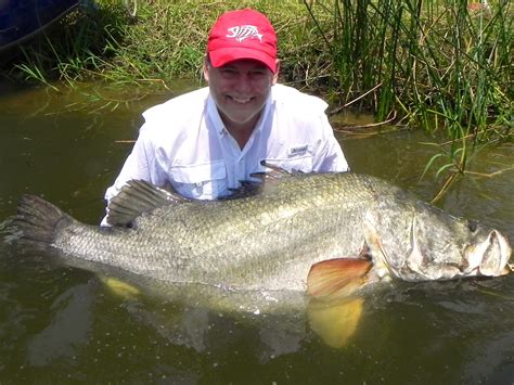 The family members are distinguished by their concave snout profile. THE FISHING NEWS: Nile Perch at Murchison Falls in Uganda ...
