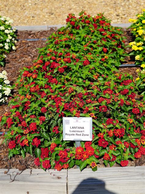 LANTANA Luscious Royale Red Zone Truck Crops Trial Garden