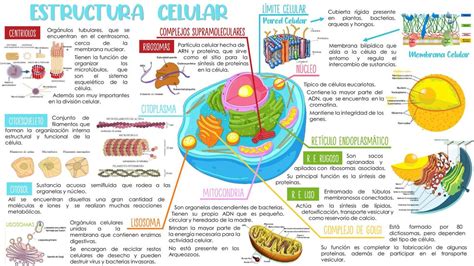 Infografía De Estructura Celular Biología Celular Célula Udocz
