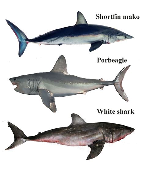 Shark Identification For Cooperative Shark Tagging Program S W Noaa