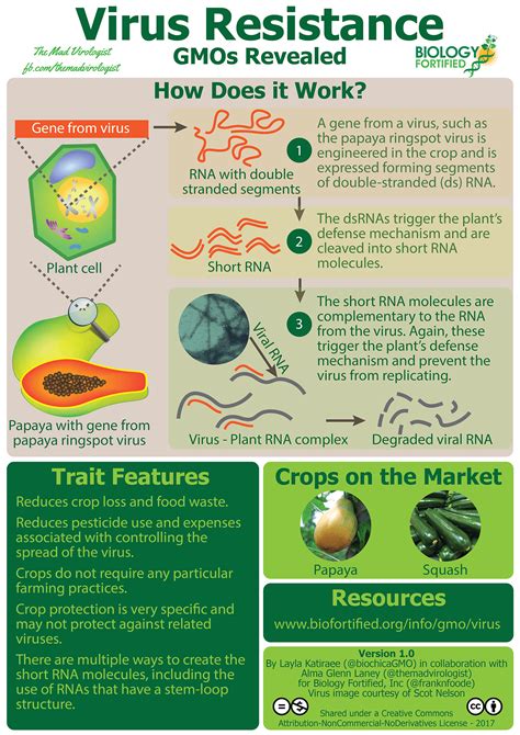 Infographic How Crops Are Genetically Modified To Resist Plant Viruses