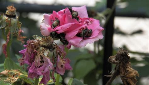 Japanese Beetles Grimms Gardens
