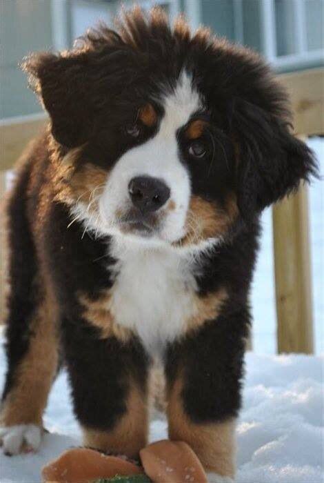 Bernese Bernese Mountain Puppy Bernese Mountain Dog Puppy Mountain Dogs