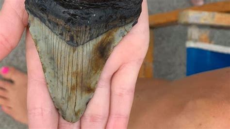 Year Old Seemingly Finds Ancient Megalodon Tooth While Vacationing In