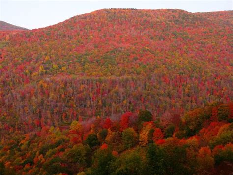 West Virginias Fall Foliage Is Expected To Be Bright And Bold This Year