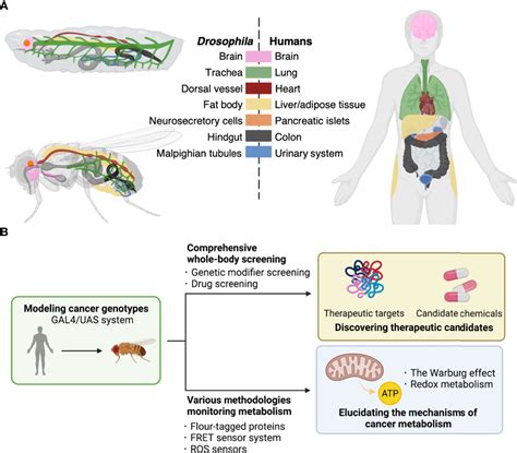 Frontiers Drosophila As A Toolkit To Tackle Cancer And Its Metabolism