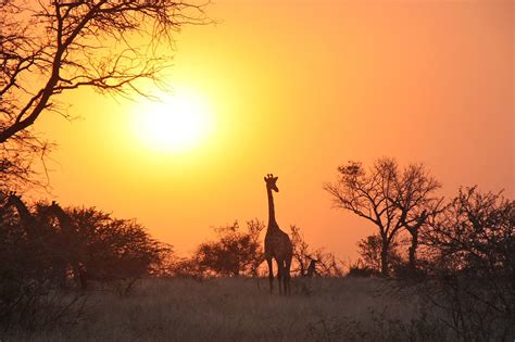 Africa Tour Operators African Safari Companies Travel Agents