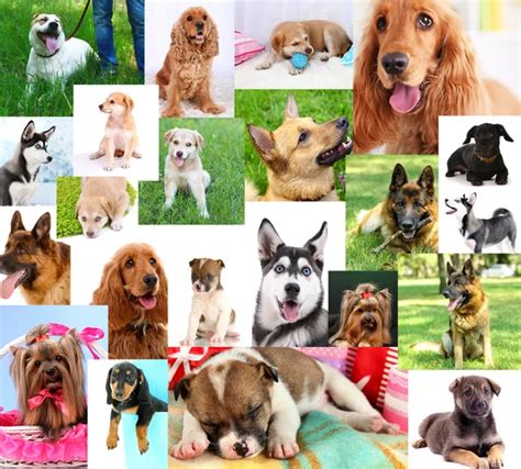 Collage Of 36 Dog Heads ⬇ Stock Photo Image By © Lifeonwhite 10903571