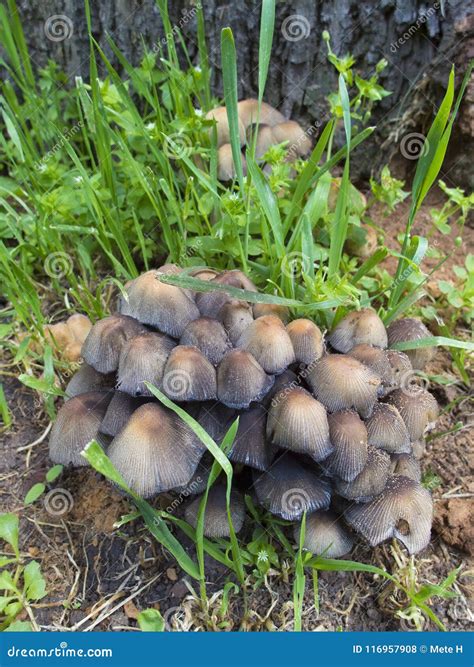 Brown Poisonous Mushrooms Stock Photo Image Of Poisonous 116957908