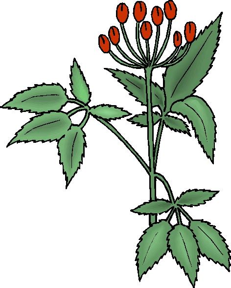 Parts Of A Plant Clipart Free Images 5