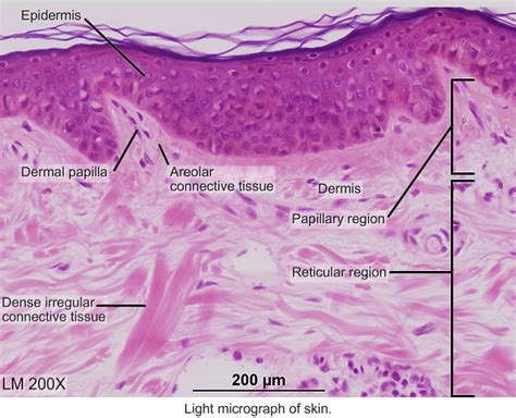 Histology Integument Pigmented Thin Skin