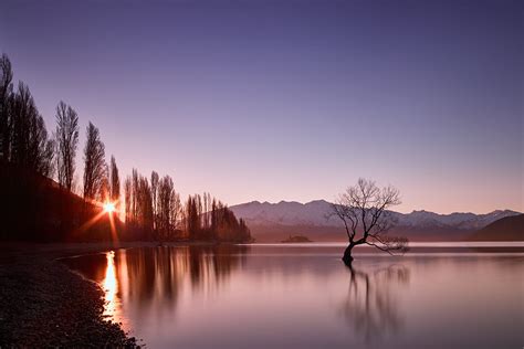 Lake Wanaka That Tree Willow Sunset Flare Star Burst Lone