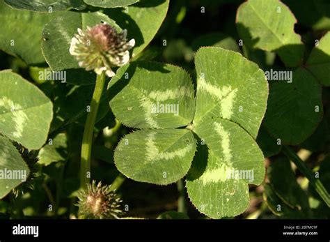 Four Leaved Clover Among Meadow Plants Stock Photo Alamy