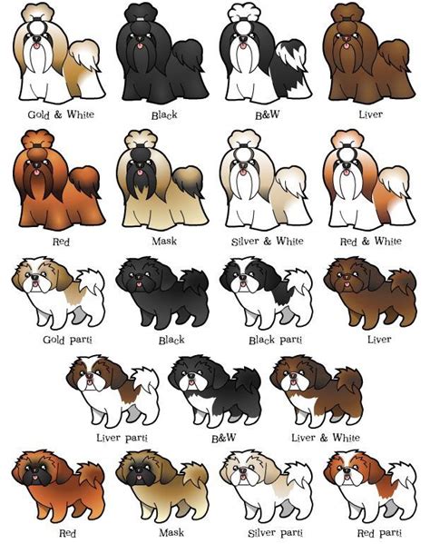 Color And Weight Shih Tzu Puppy Shih Tzu Dog Cute Dogs