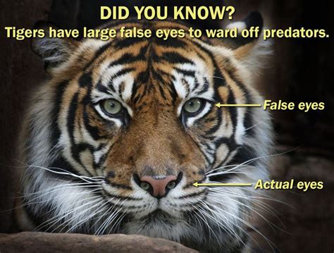 The Truth About The Eyes Of The Tiger Its The Eye Of The Tiger It