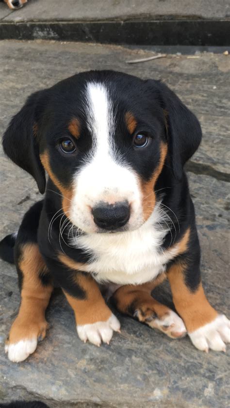 She is both exuberant (with friends and family) and reserved (with strangers). Appenzeller Sennenhund my new puppy!!! | Appenzeller dog ...