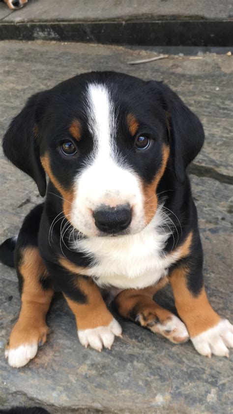 De fokker is vrij zijn eigen prijs te bepalen. Appenzeller Sennenhund Puppies For Sale Uk