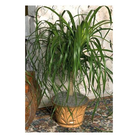 A small ponytail palm looks great on tabletops. ponytail palm | previous next zoom out zoom in 1 gallon ...