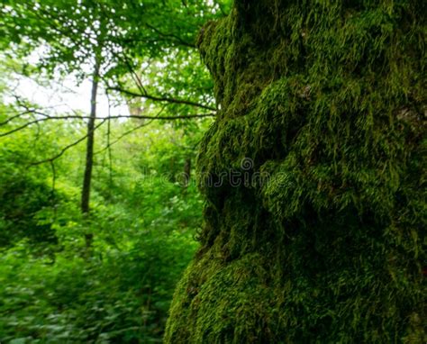 Moss Covered Cobblestone In The Green Forest Sochi Lazarevskoe