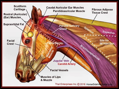 The head and neck receives the majority of its blood supply through the carotid and vertebral arteries. Intracarotid Injection - Horse Side Vet Guide