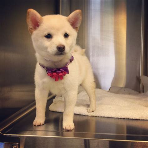 Baby doge token {jun} read here for token information!>>. There's a baby doge at my work today. | Doge, Baby, Puppies