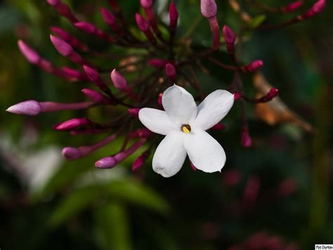 Little White Flower Uk