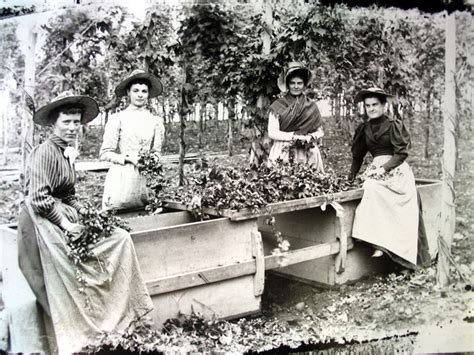 Hops Pickers Harvest Of History