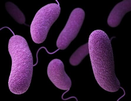 Salmonella infection (salmonellosis) is a common bacterial disease that affects the intestinal tract. SALMONELLA, THE MOST COMMON CAUSE OF FOOD-BORNE OUTBREAKS ...