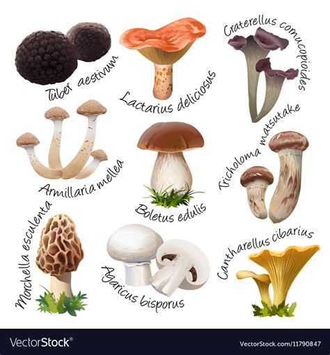 How To Identify Different Types Of Magic Mushrooms Zamnesia Blog F58