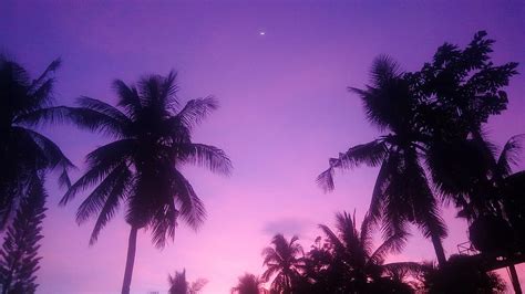 Coconut Trees Colorful Purple Background Purple Palm Trees Hd