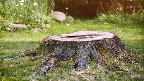 How To Kill Tree Stumps 6 Ways