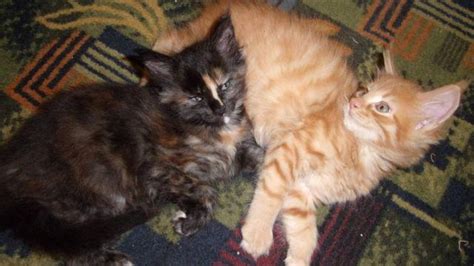 Our maine coon adoption process. Beautiful registered maine coon kittens for Sale in ...