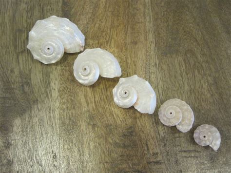 Pearl Delphinula Shells 6 Pc Delphinula Shells Creamy Polished Shells