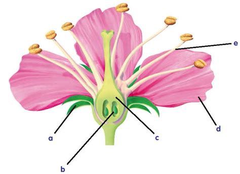 The female reproductive part of a flower is called the pistil. Blink Activity | BlinkLearning